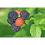 50 *Seeds BLACK RASPBERRY Rubus Leucodermis Fruit Bush Vine Seeds