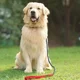 thumbnail image 5 of Cadena Para Perro, Correa De Entrenamiento Para Perros, Rojo, 5 of 8