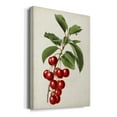 thumbnail image 2 of Antique Fruit II Premium Gallery Wrapped Canvas - Ready to Hang, 2 of 9