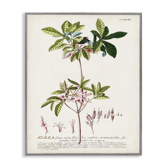 Stupell Industries Rustic Lodge Botanical Plant Illustration Pink Flowers Vintage Design Gray Framed Giclee Art, 11 x 14, by Unknown Artist