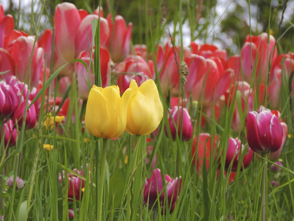 Flowers Red Close Yellow Tulip Together Macro12 Inch By
