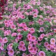 thumbnail image 4 of SuperCal 1QT Sunray Pink Annual Live Plant, 4 of 4
