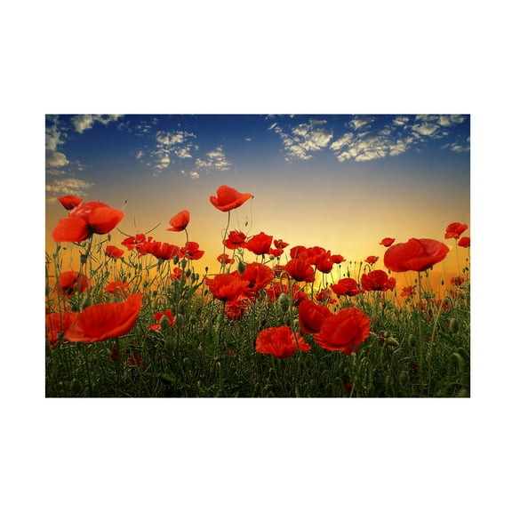 Albena Markova 'Poppies' Canvas Art