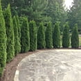 thumbnail image 2 of Brighter Blooms - Emerald Green Arborvitae, 1-2 ft. - No Shipping to AK, AZ, HI, OR, 2 of 7