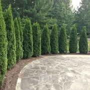 Brighter Blooms - Emerald Green Arborvitae, 1-2 ft. - No Shipping to AK, AZ, HI, OR