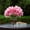 Fushia, variant on ENOVA FLORAL Real Touch Hydrangea Artificial Flowers in Glass Vase with Faux Water and River Stone,Silk Flower Arrangements in Vase for Home Decor