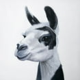 thumbnail image 2 of Atelier B Art Studio 26x26 White Modern Wood Framed Museum Art Print Titled - BLACK and WHITE LAMA, 2 of 4