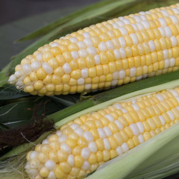 Mirai 315 Corn Seeds for Planting Treated 50 Seed Packet Corn