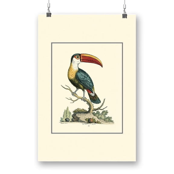 The Bill Bird Poster - Sydenham Edwards Designs,