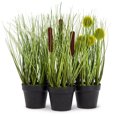 thumbnail image 2 of Herbe en Pot, 2 of 2