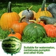 thumbnail image 4 of Pumpkin Support , Stable 10Pcs Reusable PP Melon  Stand  for Garden, 4 of 8