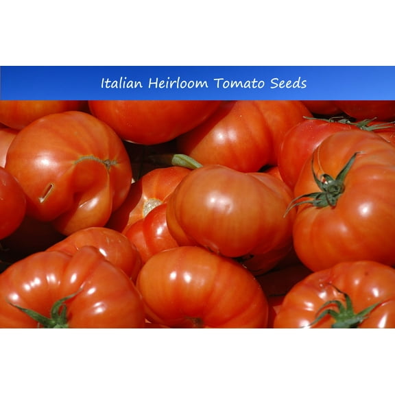 Tomato Seeds -Italian Heirloom - 20 Vegetable Seeds BIG Fruit! - All Natural- Sauce Freezing -Fresh Gourmet Flavor Super Productive