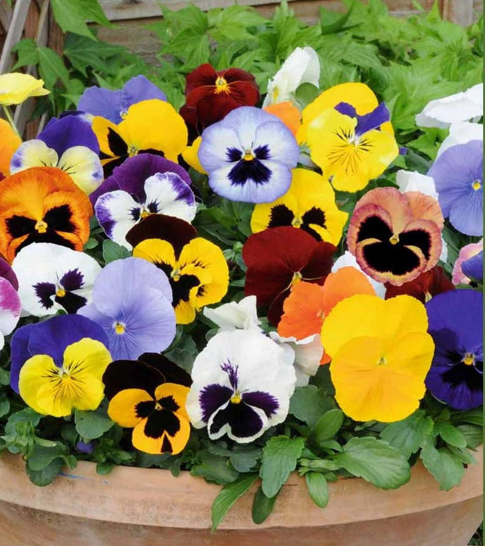 Expert Gardener Perennial Pansy Spring Live Plants Outdoor, 4 Count