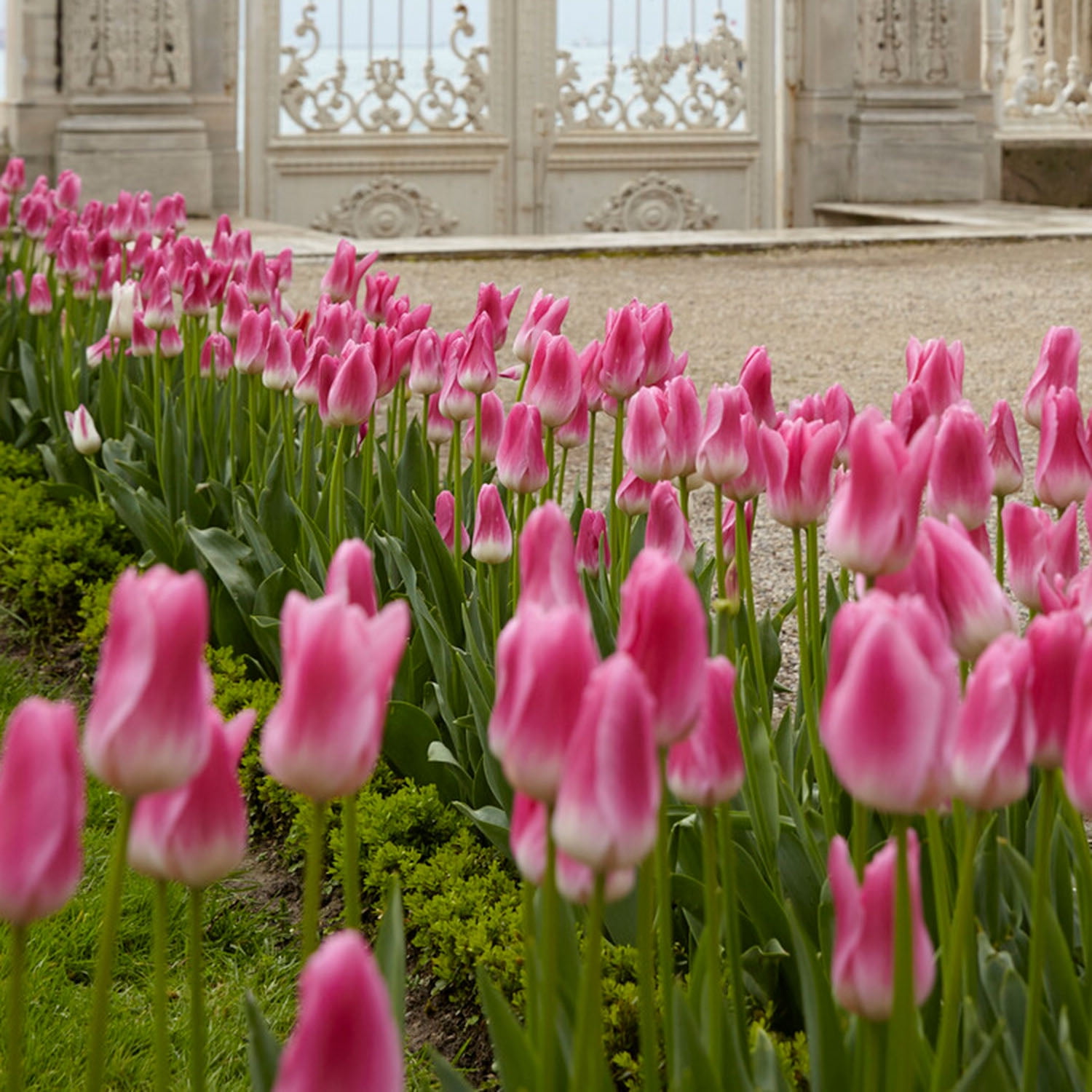 Garden State Bulb Pink Royal Ten Triumph Tulip Flower Bulbs, 12/+ cm (Bag of 250)