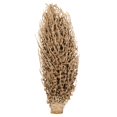 thumbnail image 1 of Vickerman H2OSS000 18 x 5 Po. Capsules de Graines d'Olympia Naturelles, 1 of 1