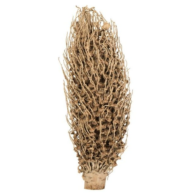 Vickerman H2OSS000 18 x 5 in. AVG Natural Olympia Seed Pods