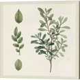 thumbnail image 2 of Great Art Now Victorian Garden Chart by Wild Apple Portfolio 2 Piece Canvas Art Set Each 14"W x 14H, 2 of 3