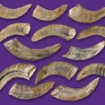 thumbnail image 5 of Icelandic+ Lamb Horn With Marrow - Small - 4-5.5" Dog Chew, Long-Lasting Treat, Puppy-Small Dogs, Keratin, All-Natural, Pet Snack, Edible & Digestible, 5 of 7