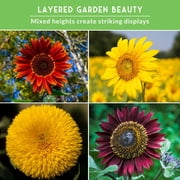 Sunflower Seeds 4 Pack - Autumn Beauty, Chocolate Cherry, Sungold, Lemon Queen - Full Sun Annual Flowers