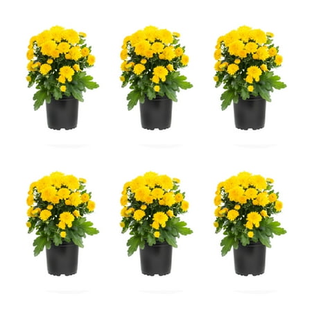 Expert Gardener 6 Inch Yellow Chrysanthemum Live Fall Plant 1PT Grower's Pot Tue 6-Pack Easy to Grow