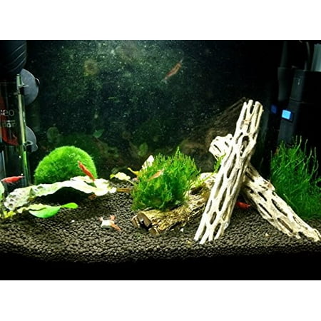 Cholla Wood (5-6 Inches) for aquarium shrimp, invertebrates and