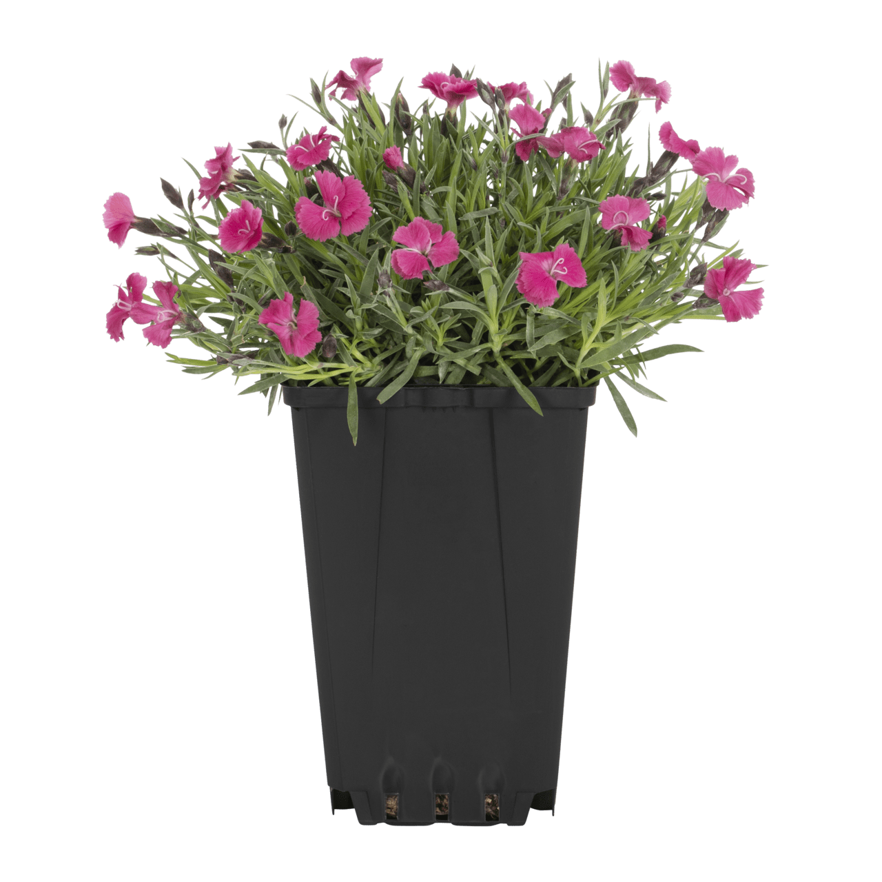 Expert Gardener 1.5PT Pink Dianthus Live Perennial Plant, Full Sun, 5-Pack