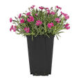 thumbnail image 2 of Expert Gardener 1.5PT Pink Dianthus Live Perennial Plant Sun 5-Pack, 2 of 5