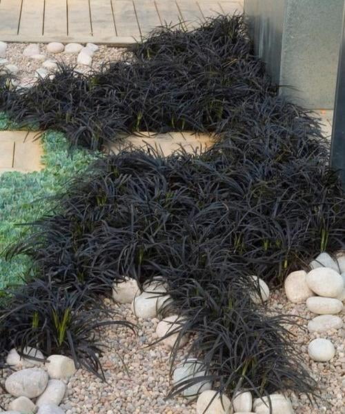 Classy Groundcovers Black Mondo Grass Black Dragon Grass, Monkey