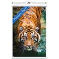 thumbnail image 2 of Tigre - Eau, 2 of 4