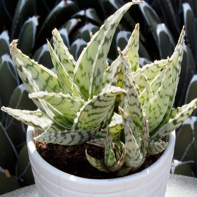 aloe vera in skin care products Aloe Face & Body Cream – Pré de Provence