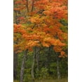 thumbnail image 2 of Grall, Don 23x32 White Modern Wood Framed Museum Art Print Titled - Michigan Autumn maple trees in full color, 2 of 4