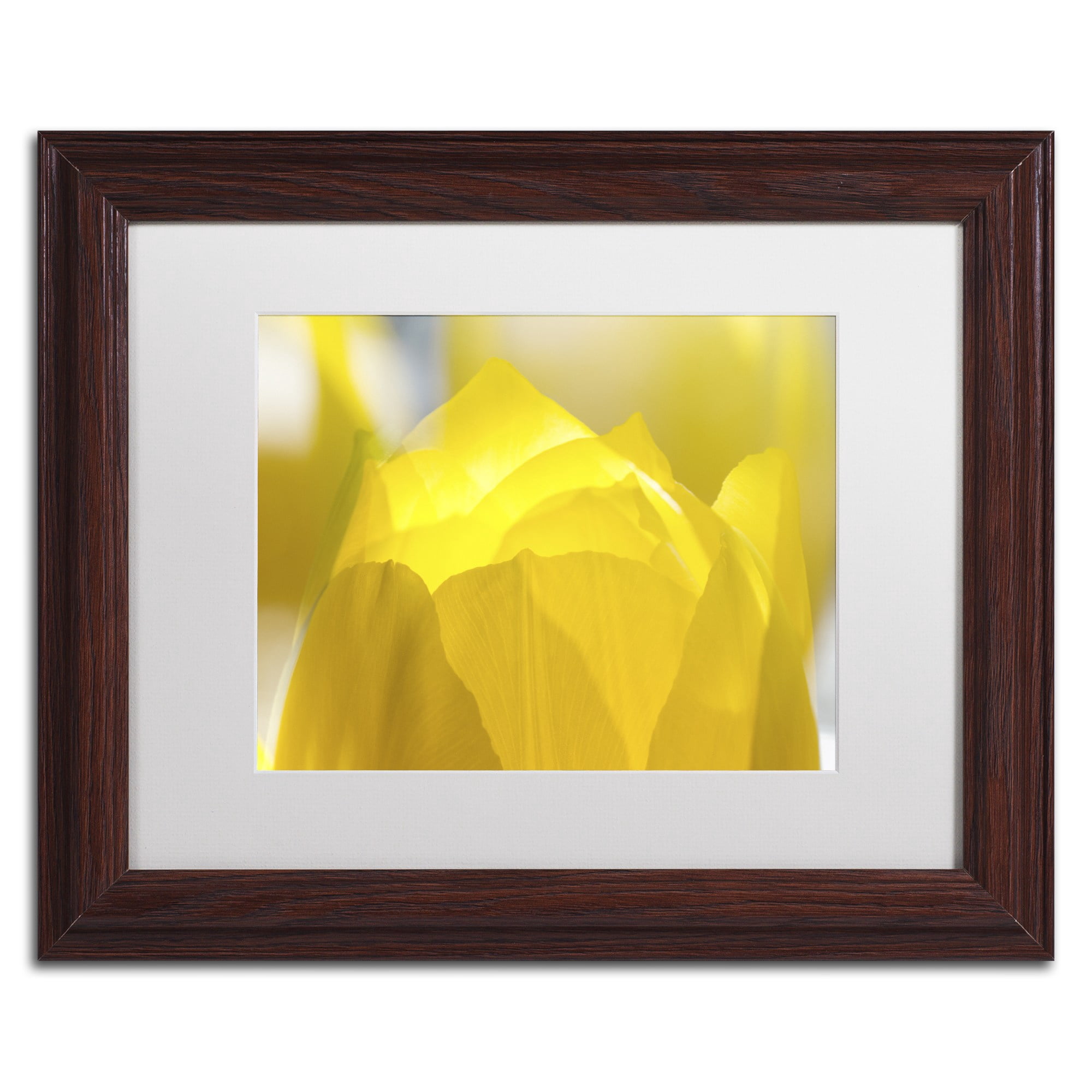 Trademark Fine Art "Yellow Tulip" Canvas Art by Kurt Shaffer White Matte, Black Frame