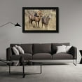 thumbnail image 3 of Diane Renkin 24x17 Black Modern Wood Framed Wall Art Titled - Ram and Ewe Bighorn Sheep, Yellowstone National Park, 3 of 6
