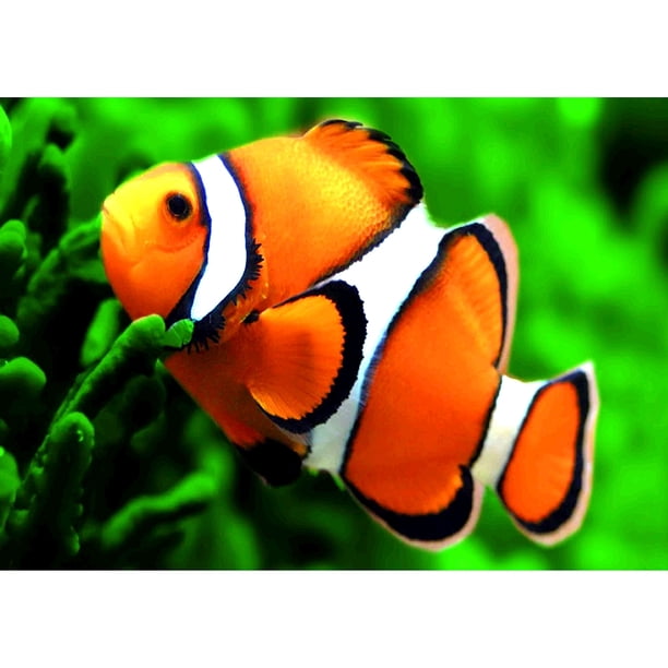 Pintura de diamante (DE4699) 5D DIY Cuadrado Natación Pescado Punto de cruz Artesanía 45x60cm FLhrweasw Nuevo