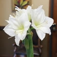 thumbnail image 6 of National Plant Network Green Waxed White Blooming Giant Amaryllis Bulb (3-pack), 6 of 11