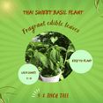 thumbnail image 3 of Thai Sweet Basil Live Plant, Fragrant Edible Herb for Patio, Balcony, and Outdoor Gardening, 4–8 inches Tall, 3 of 5