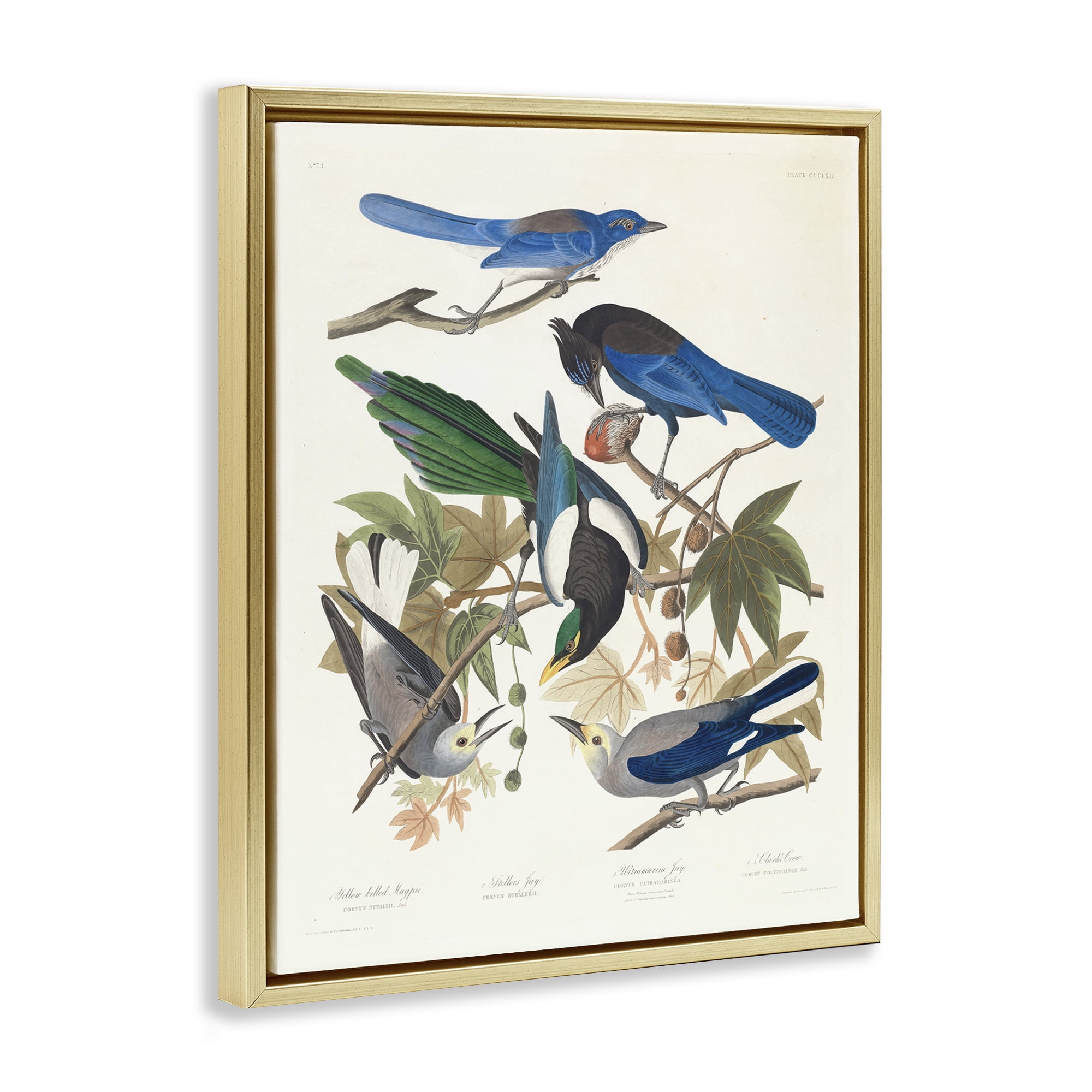 Stupell Industries Classic Yellow Billed Magpie Animals Painting Gold Floater Framed Canvas Art Print Wall Art, 25 x 31