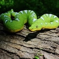 thumbnail image 7 of Safari Ltd. Emerald Tree Boa Figurine - Lifelike 7.25" Plastic Snake Model - Educational Toy for Boys, Girls & Kids Ages 3+, 7 of 7