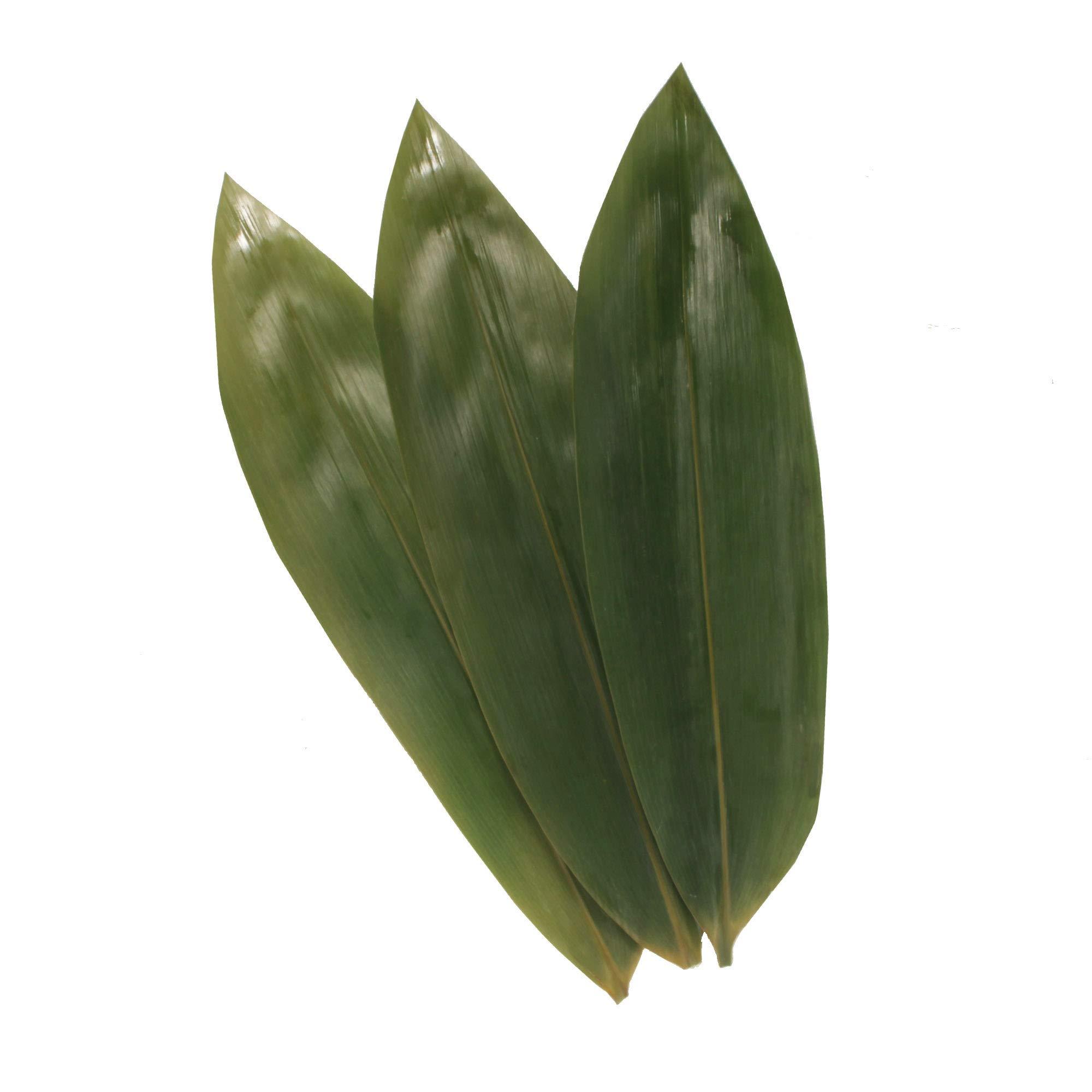 BambooMN Natural Bamboo Leaves for Home Decoration - Vacuum Packed - 12.25 in - 100 Pack