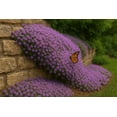thumbnail image 5 of 20000+ Creeping Thyme Seeds for Planting -Perennial Ground Cover Plants Flowers Non-GMO Heirloom (Purple), 5 of 5