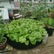 thumbnail image 3 of Bolsa redonda para cultivo de jardín, bolsa de cultivo de plantas de jardín de tela transpirable de fieltro, contenedor de plantación, 4 Uds. (negro, 50/20cm), 3 of 4