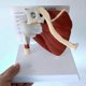 thumbnail image 4 of Life Size Human Muscled Shoulder Joint Model Skeleton Model Human Anatomy Model,50% Offer, 4 of 4