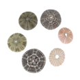 thumbnail image 2 of 6pcs Sea Urchin Decor Air Plant Pot Sea Urchin Tabletop Decor Fish Tank Decors, 2 of 4