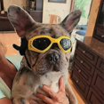 thumbnail image 2 of Dog Glasses Pet Sunglasses Eye Protection Waterproof Windproof For Large Medium Dogs, 2 of 2
