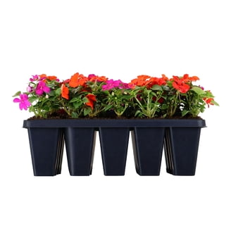 Expert Gardener 6in Croton Assorted Live Plants in grower pot