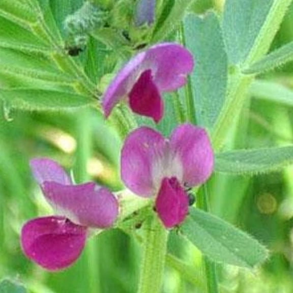 Common Vetch - 25 LB Bulk ~105,000 Seeds - Non-GMO, Heirloom, Open Polliated - Farm & Garden Cover Crop - Vicia sativa