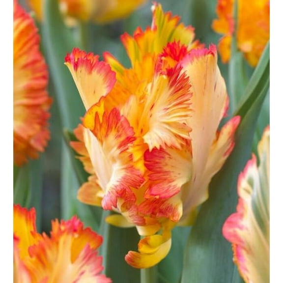 Rare Caribbean Tulip Bulbs for Planting - 5 Fresh Bulbs - Perennial Garden or Container Flowers