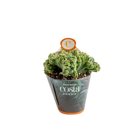 Costa Farms 3in Cacti Assorted Girogami in Pot cover