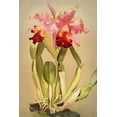thumbnail image 2 of Alpenglow Workshop 13x18 White Modern Wood Framed Museum Art Print Titled - Cattleya Hardyana Orchid, 2 of 4