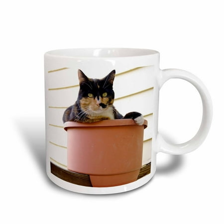 3dRose Massachusetts, Greenfield. Calico cat - US22 SPE0547 - Susan Pease, Ceramic Mug, 15-ounce